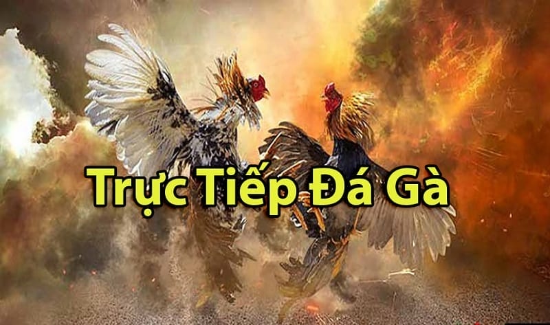https://new88oke1.com/tim-hieu-ve-da-ga-thomo-campuchia/